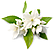 Jasmine Oil
