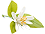 Neroli Oil